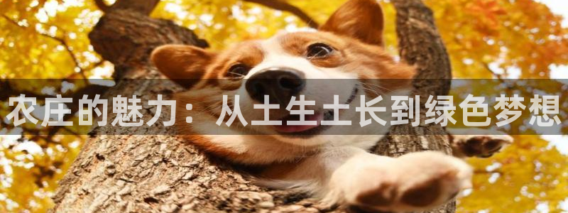 天辰娱乐 首选
