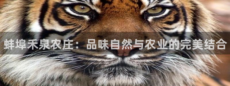 天辰娱乐小姐